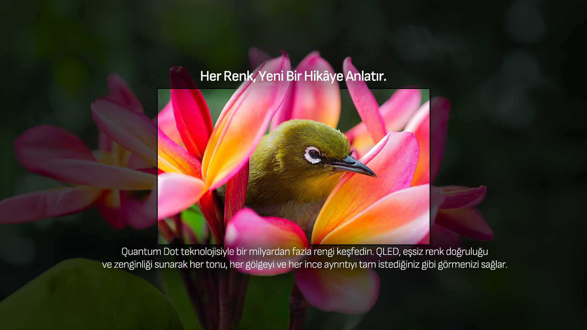 QLED (Quantum Dot LED) Teknolojisi